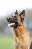 BERGER ALLEMAND 1085